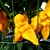 Bhut Jolokia Yellow