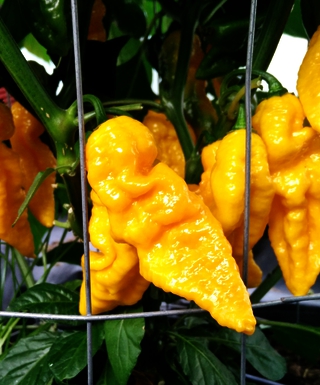 Bhut Jolokia Yellow