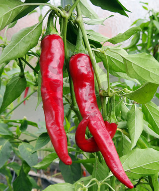 Cayenne Red