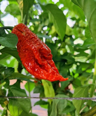 Čerstvá chilli paprička Brown Bhutlah 1 ks, pálivost až 2 00O 000 SHU