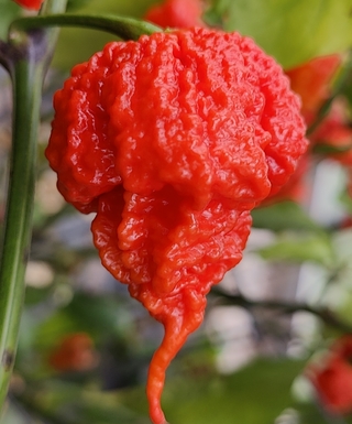 Čerstvá chilli paprička Carolina Reaper 1 ks, pálivost až 3 006 330 SHU